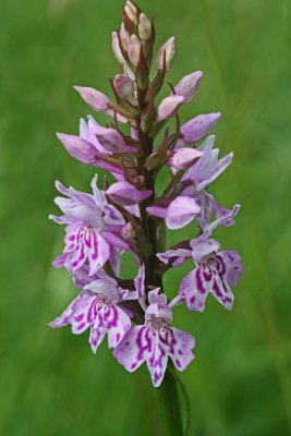 common spotted orchid 2.jpg