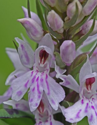 common spotted orchid.jpg