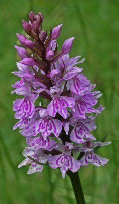 common spotted orchid 3.jpg