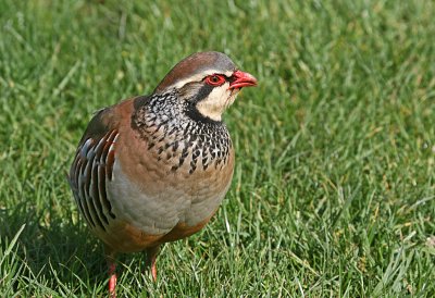 red legged partridge.jpg ( wild bird)