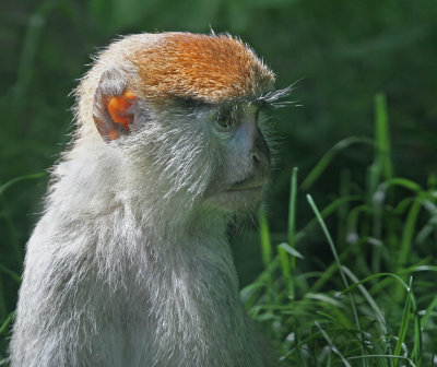 Patas monkey 2.jpg