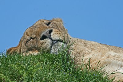 lioness 2.jpg