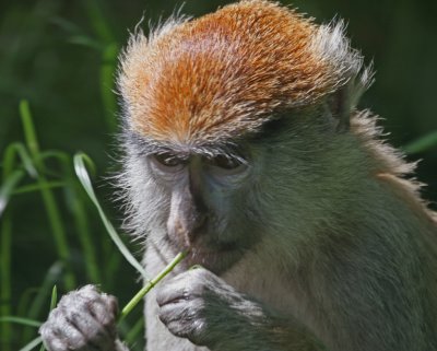 patas monkey.jpg