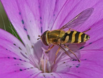 hoverfly 3.jpg