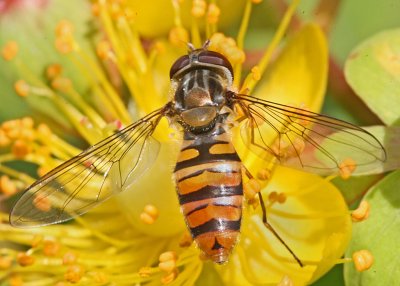 Hoverfly Syrphus sp.jpg