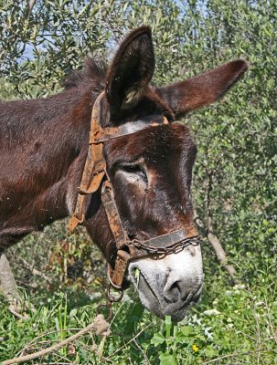 donkey 2.jpg