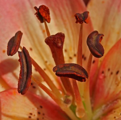 lily anthers and stigma.jpg