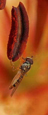 hoverfly on lily anther 2.jpg