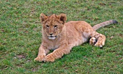 lion cub 2.jpg