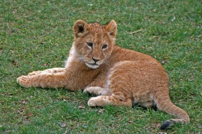 lion cub 6months.jpg