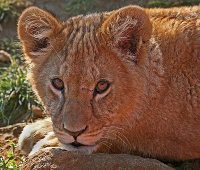 lion cub 3.jpg