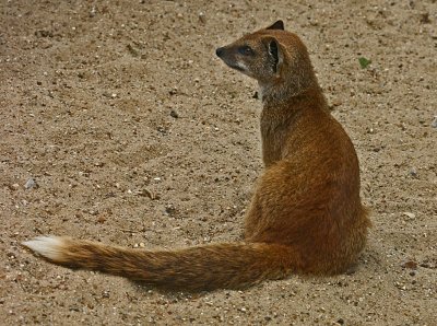 yellow mongoose.jpg