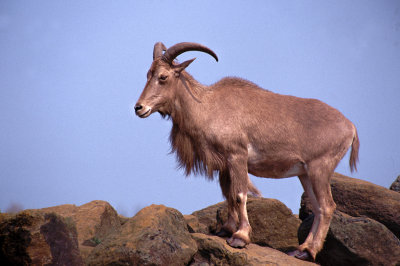 barbary sheep.jpg