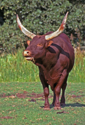 Ankole bull.jpg