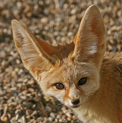 fennec fox 2.jpg