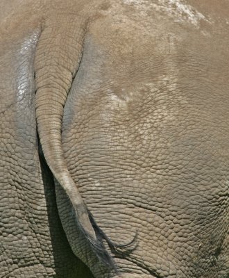 white rhino tail.jpg