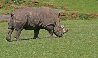 white rhino.jpg