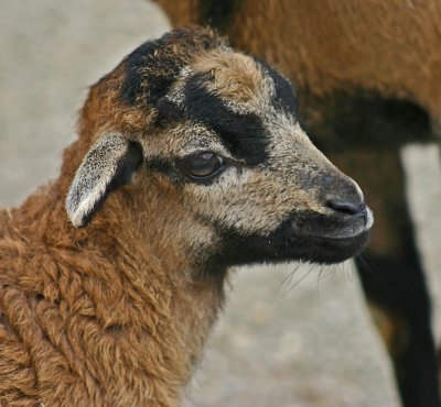 camaroon sheep lamb.jpg