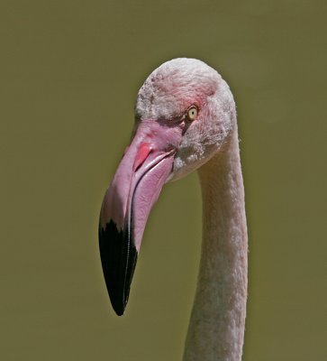 greater flamingo.jpg