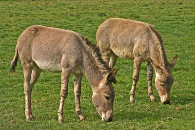 somali wild ass.jpg