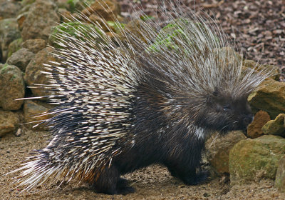 crested porcupine.jpg