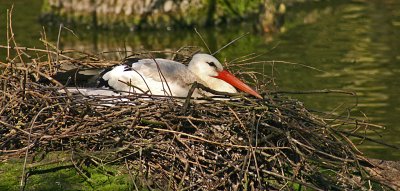 white stork on nest.jpg