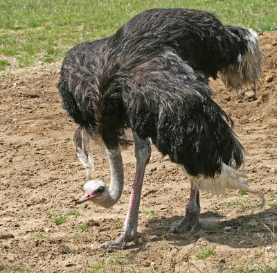 male ostrich.jpg