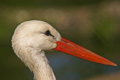 white stork 6.jpg