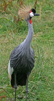crowned crane 3.jpg