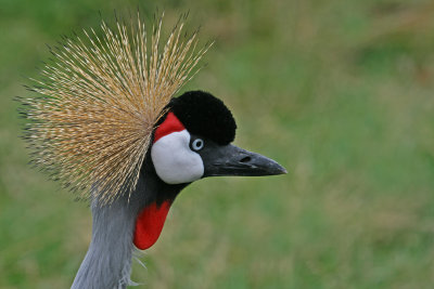 crowned crane.jpg