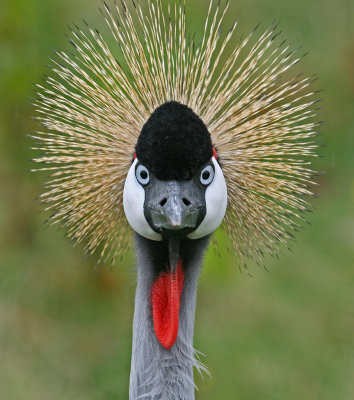 crowned crane 2.jpg