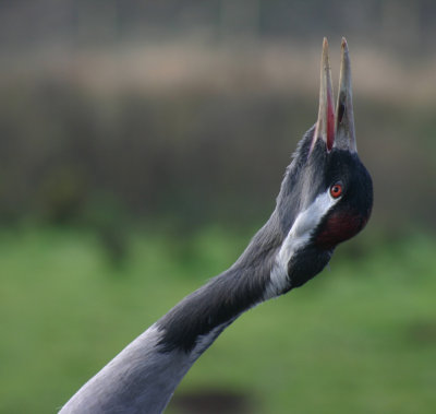 european crane.jpg