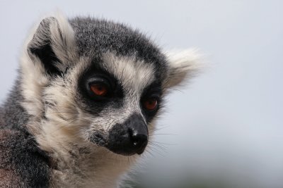 ring tailed lemur.jpg