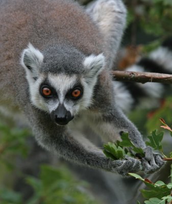 ring tailed lemur 6.jpg