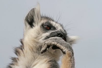 ring tailed lemur 4.jpg