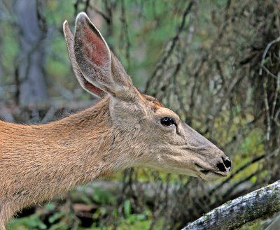 mule deer 5.jpg