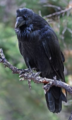 Raven 3.jpg