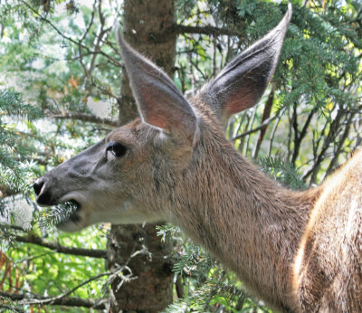 mule deer 8.jpg