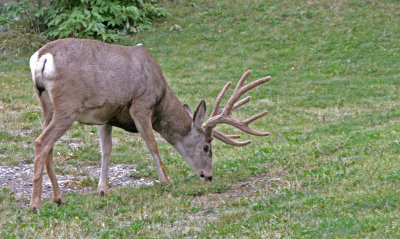 mule deer male 2.jpg