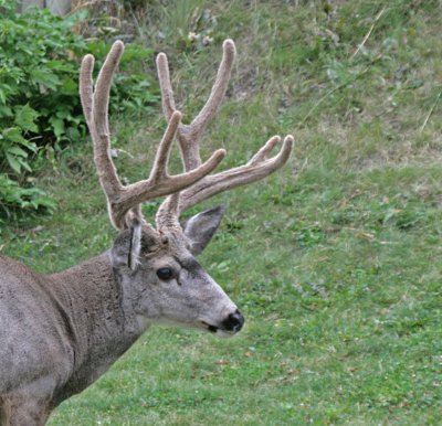 mule deer in velvet 3.jpg