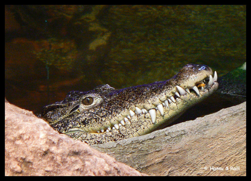 P1100577 Krokodil.jpg