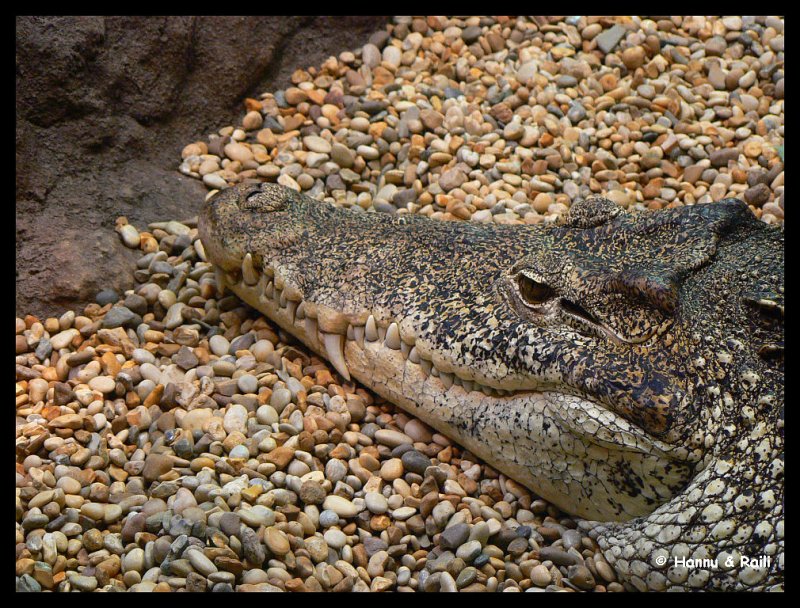 P1100582 Krokodil.jpg