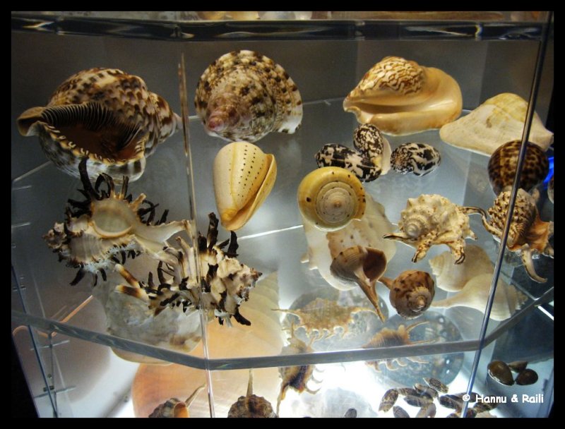 skansenraili 116 Sea shells.jpg
