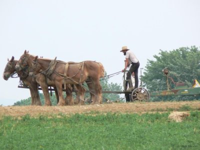 Resting Amish