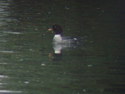 Female Barrow's Goldeneye