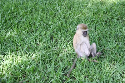 Monkey Napping Company