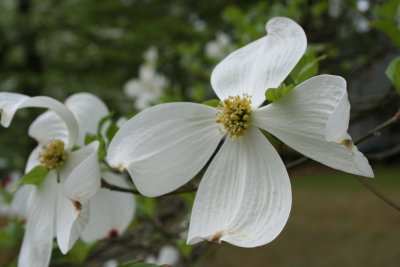 Dogwood Bloom.jpg