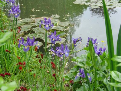 Monet's Irises