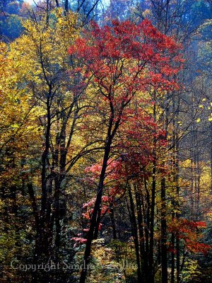 Great Smoky Mountains