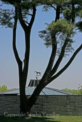 Stately Tree at Keeneland